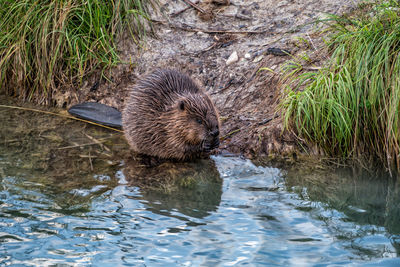 Beaver at riverside