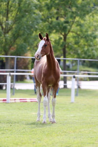 Horse standing on grassy field