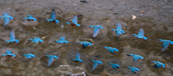 High angle view of birds swimming in lake