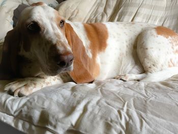 Close-up portrait of dog lying on bed