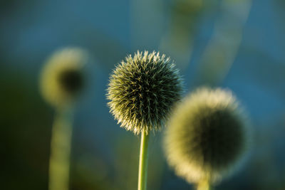 Close-up of dandelion against blue sky