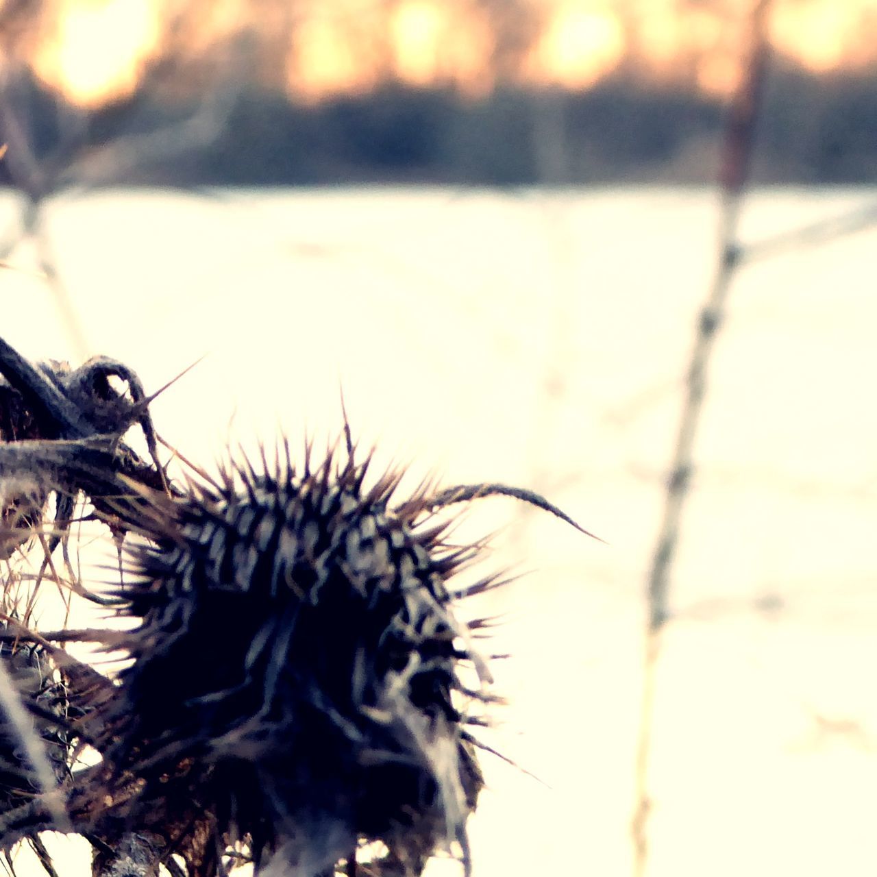 CLOSE-UP OF CATERPILLAR ON THISTLE