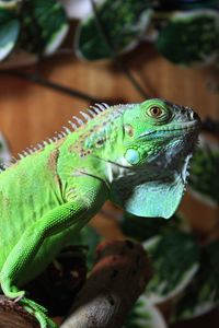 Close-up of a lizard on a branch