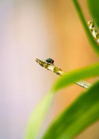 Close-up of insect on plant