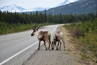 View of horse walking on road