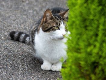 High angle view of a cat looking away