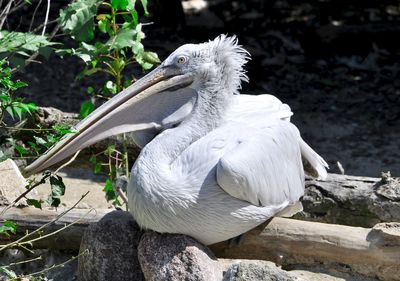 White bird perching on rock