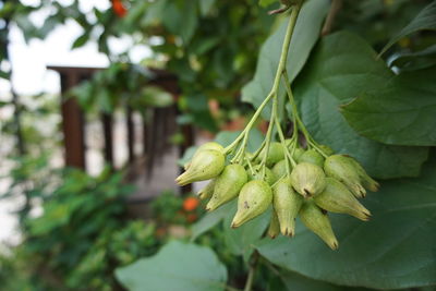 Close-up of fruit growing on tree