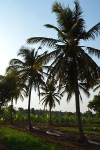 Palm trees against clear sky
