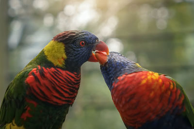 Close-up of parrots