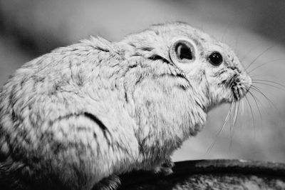 Close-up of chinchilla