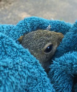 Close-up of young squirrel in blue towel