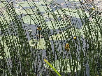 Close-up of plants growing by lake