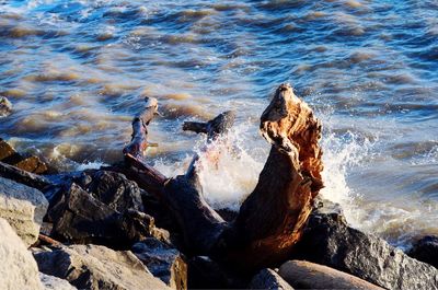 Close-up of rock in sea