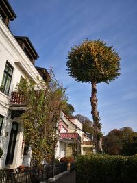 Low angle view of tree by building against sky