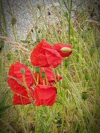 Close-up of red flower on field