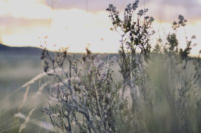 Close-up of plants against sky