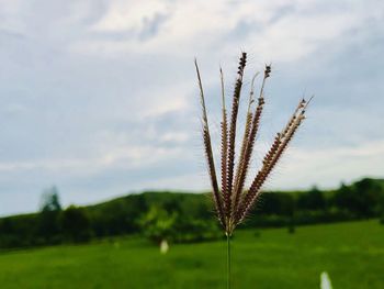 Close-up of stalks in field against sky