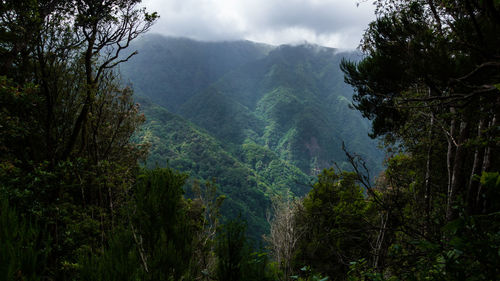 Scenic view of trees and mountains against sky