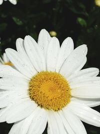 Close-up of wet white flower blooming outdoors