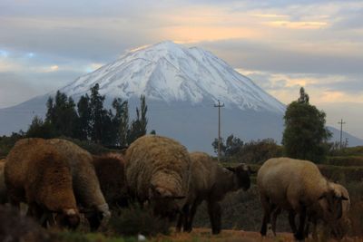 Sheep grazing on field against sky