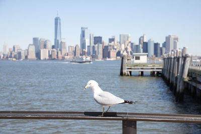 Seagull on a city