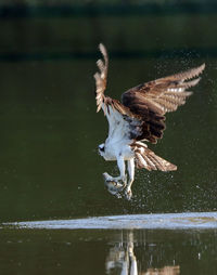 Bird flying over the lake