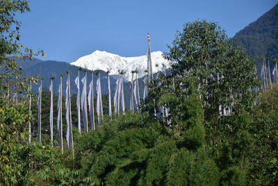 Plants growing on land against sky