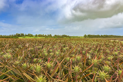 Scenic view of agricultural field against sky