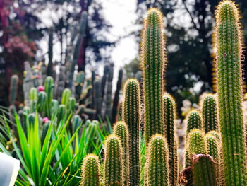 Close-up of cactus plant in park