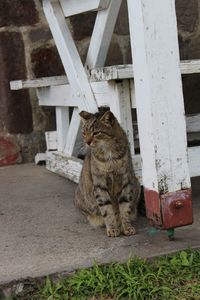 Cat sitting on wood