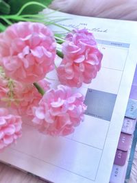 High angle view of pink roses on table