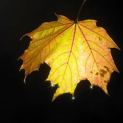 Close-up of yellow maple leaves against black background