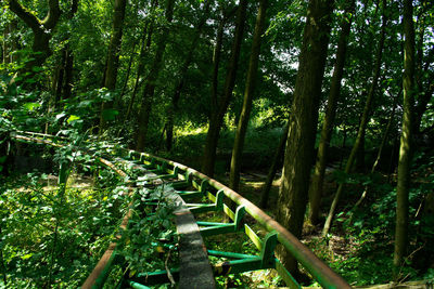 Scenic view of forest