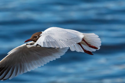 High angle view of seagull flying over sea