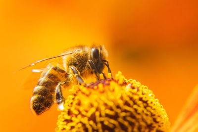 Honey bee covered with yellow pollen drink nectar, pollinating flower. extreme macro close up