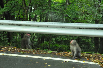 Monkey sitting on railing against trees