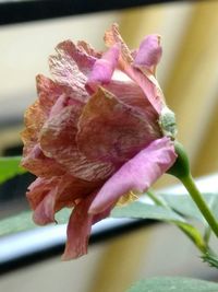 Close-up of pink rose