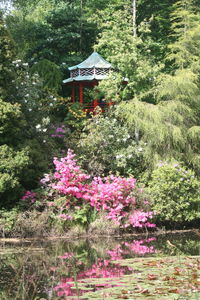 Plants growing on tree