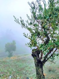 Tree on landscape against sky