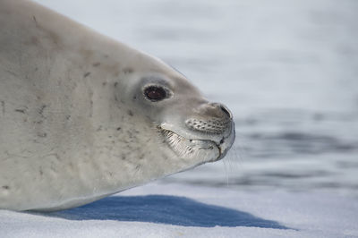 Close-up of horse in sea