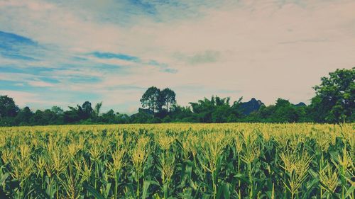 Scenic view of field against sky