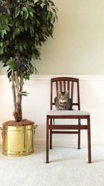 Potted plants on table against wall at home