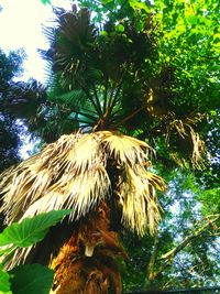 Low angle view of tree