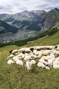 High angle view of sheep on field