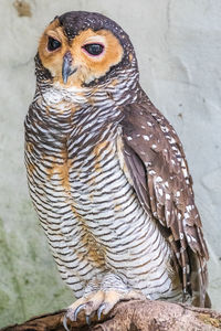 Close-up of owl perching