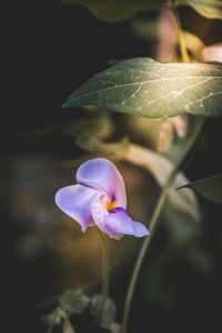 Close-up of purple flowering plant