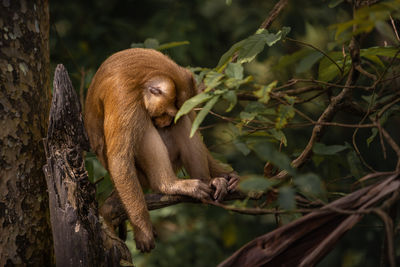 Monkey sitting in a forest