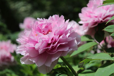 Close-up of pink flowering plant in park