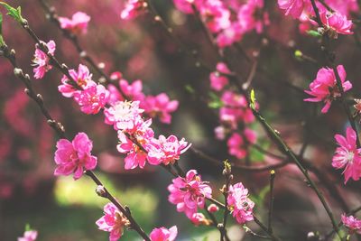 Close-up of pink flowers